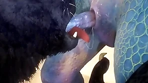 Wolf and lizard have sex goof off - wildlife